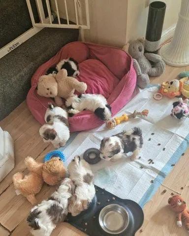 Lindos filhotes de Shih tzu 