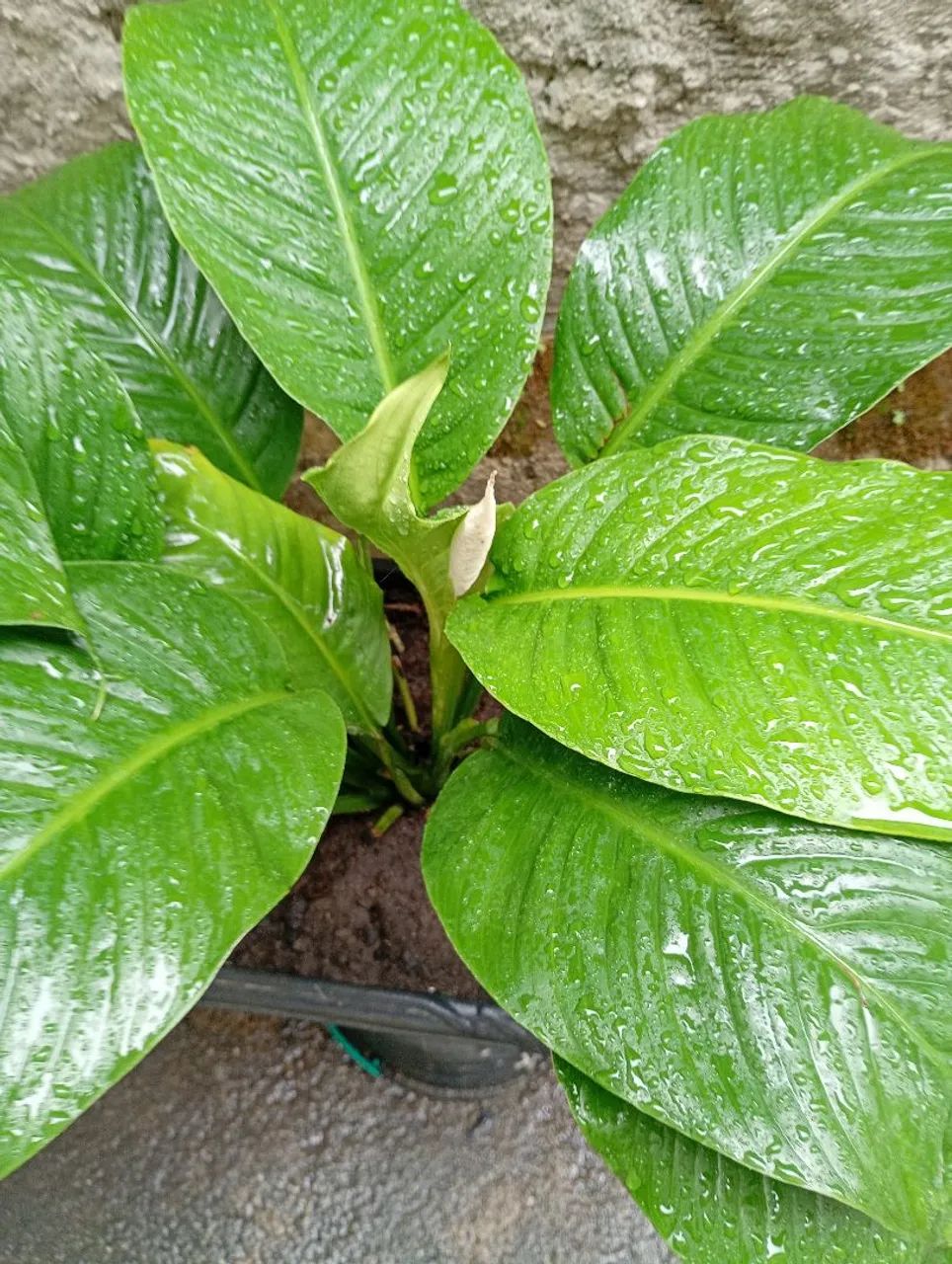 LÍRIOS DA PAZ COM FLOR  - Foto 2