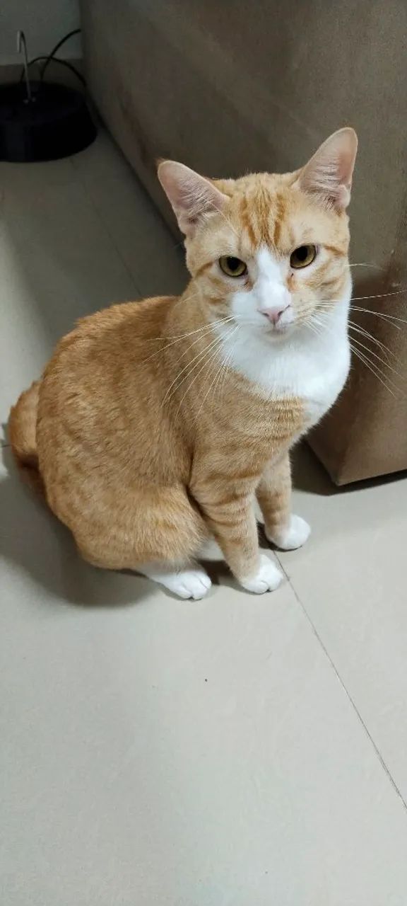 Adote o Simba  - Foto 2