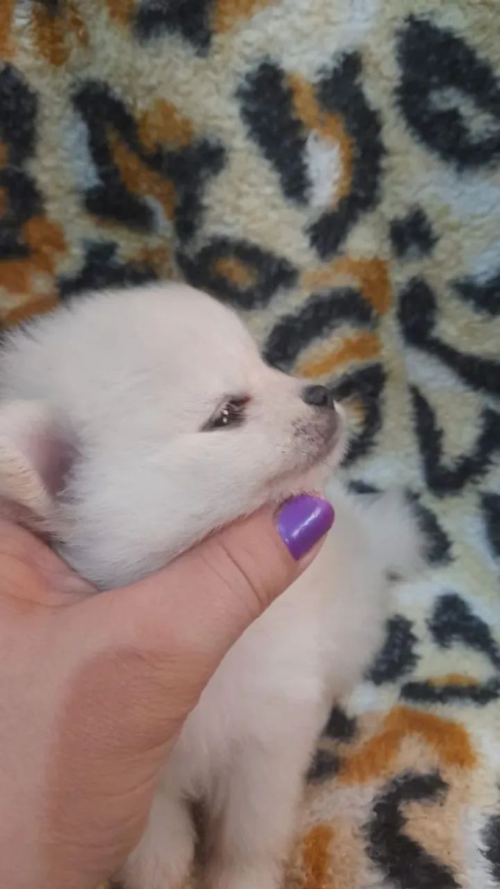 Spirz alemao anao filhote machos  - Foto 6