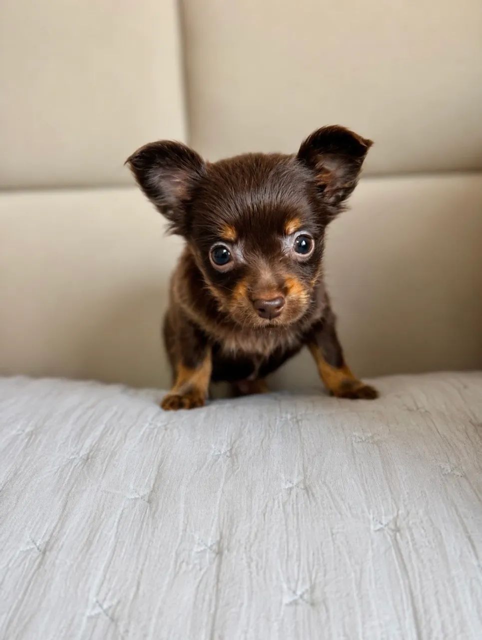 Chihuahua macho 
