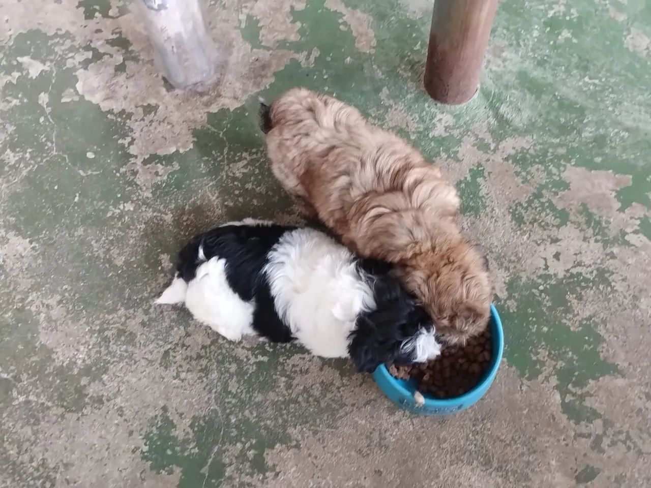 Vendo Shitzu macho legítimo 