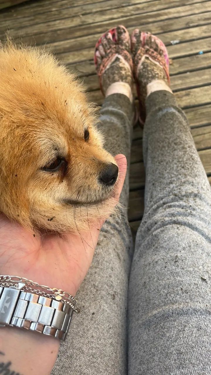 Lulu da pomerania - Foto 2