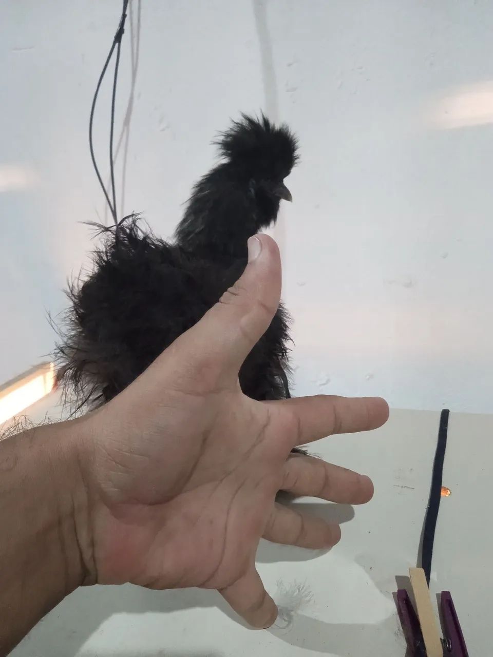 Frango sedosa do Japão ótimo padrão racial  pequeno porte  - Foto 5