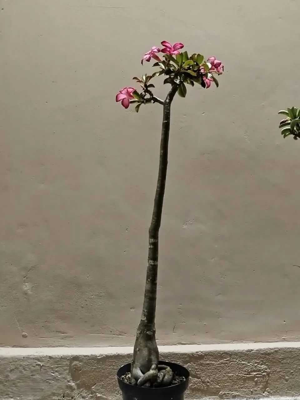 ROSAS DO DESERTO  - Foto 3