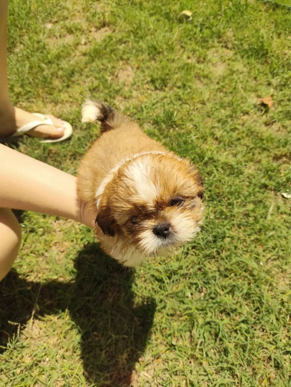 Shih tzu - Foto 2