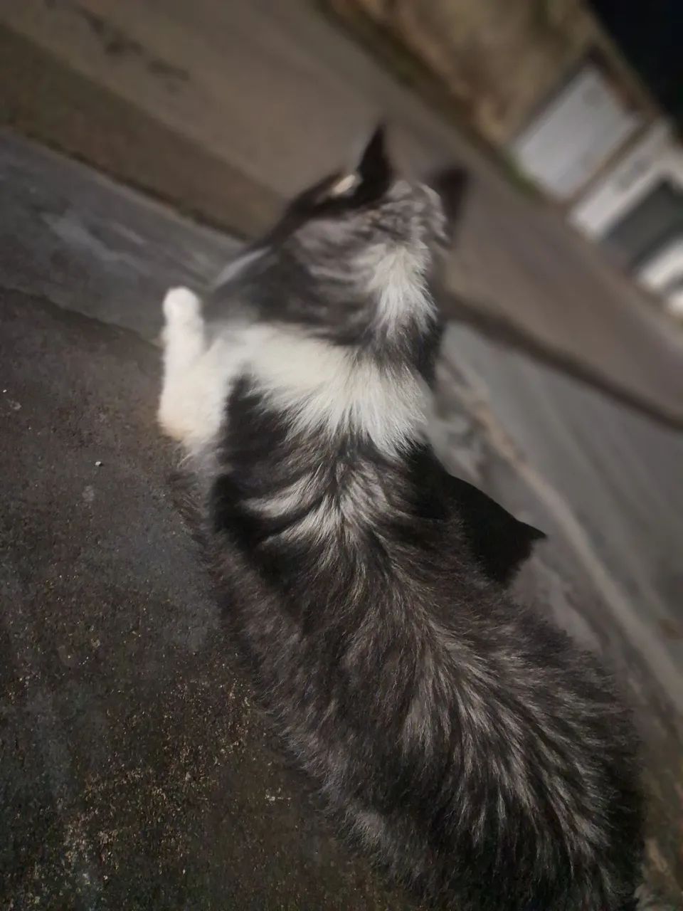 Vendo husky siberiano macho  - Foto 4