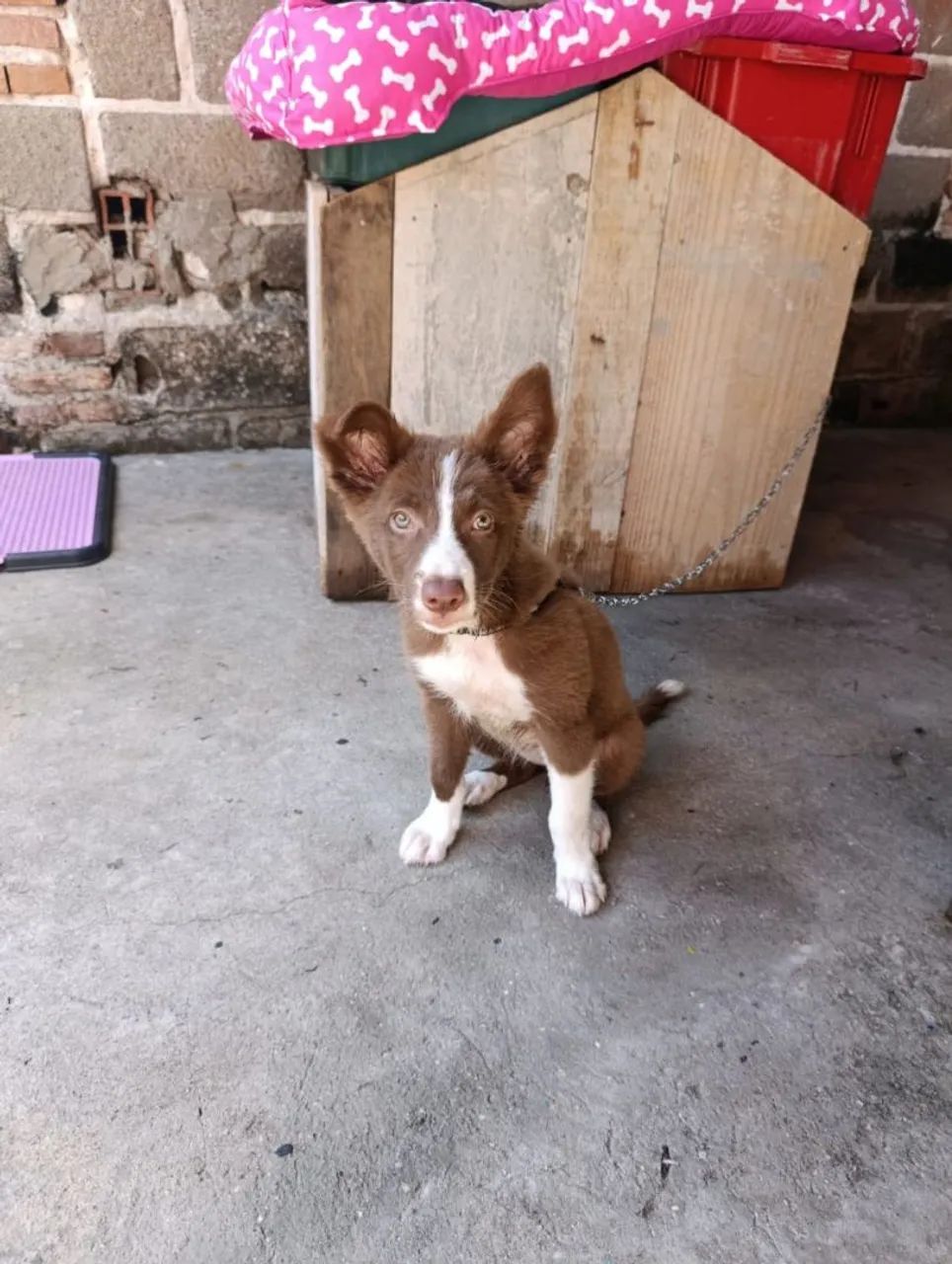 Border collie