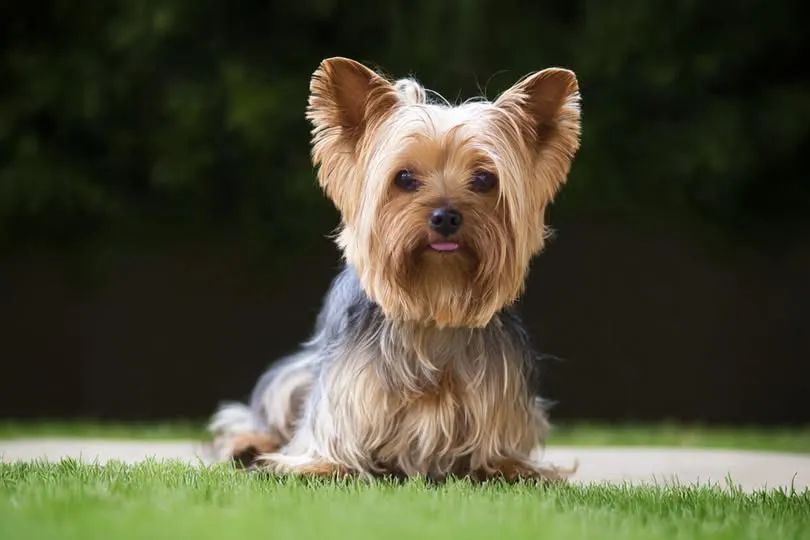 Cachorro