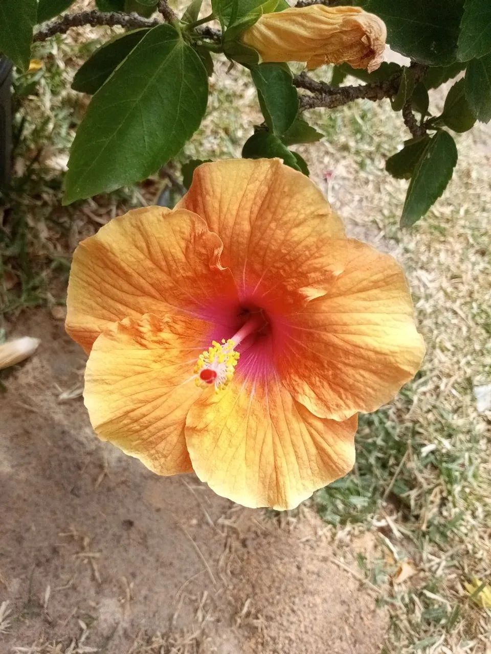Muda de hibisco  - Foto 3