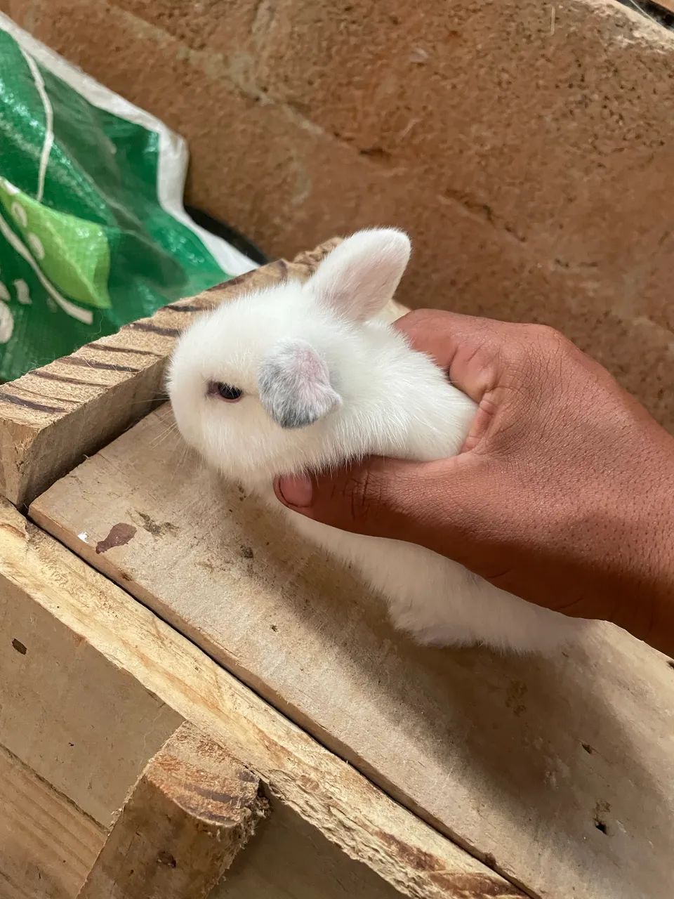 Reservas de filhotes de coelhos Mine Lop