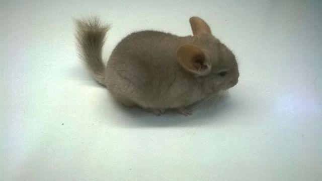 Chinchila - Foto 4