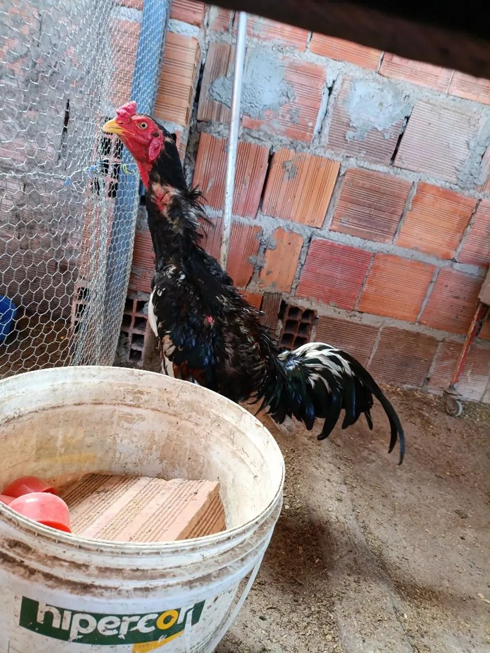 Frango de 8 meses  - Foto 4