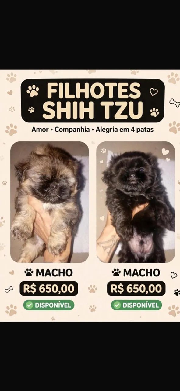 shitzu 