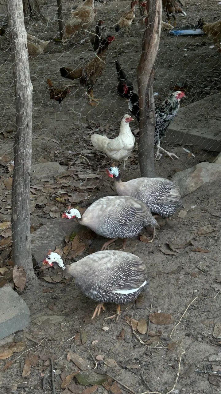 Guine João de barro  - Foto 2