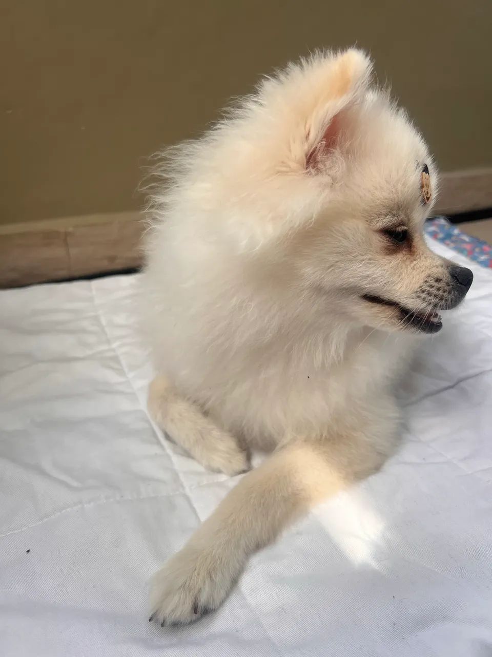 Spitz alemão - Foto 4