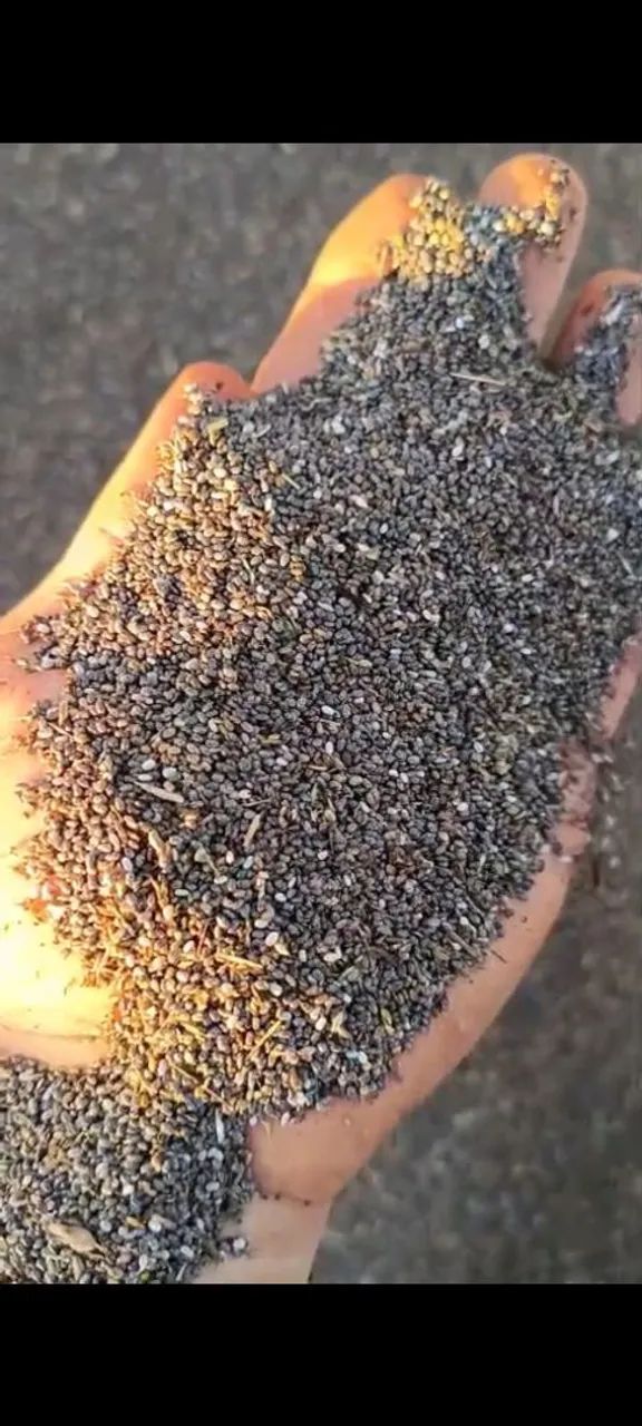 Vendo chia - Foto 4