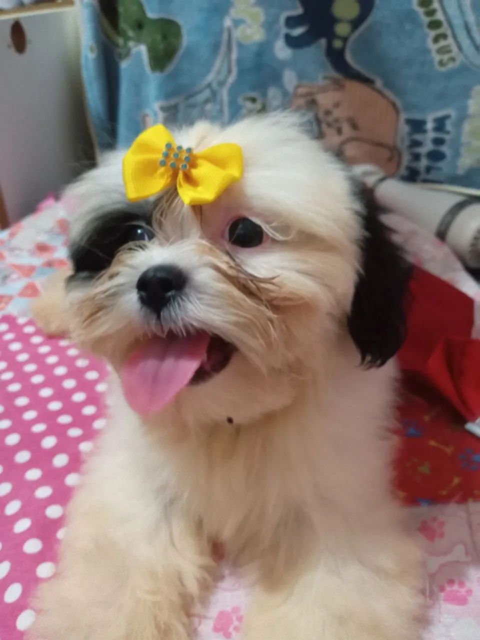 Cachorro shitzu - Foto 2