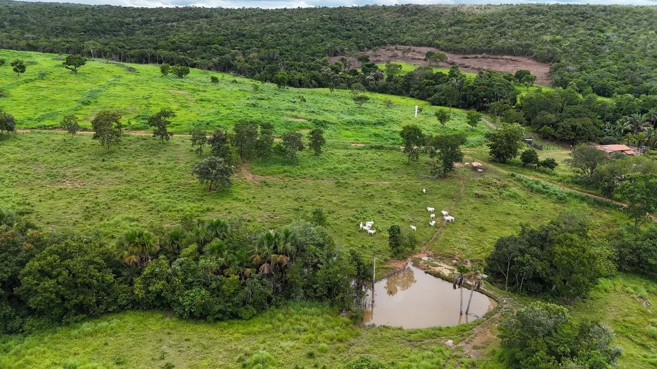 Oportunidade Negócio Fazenda 66 Alqueires 