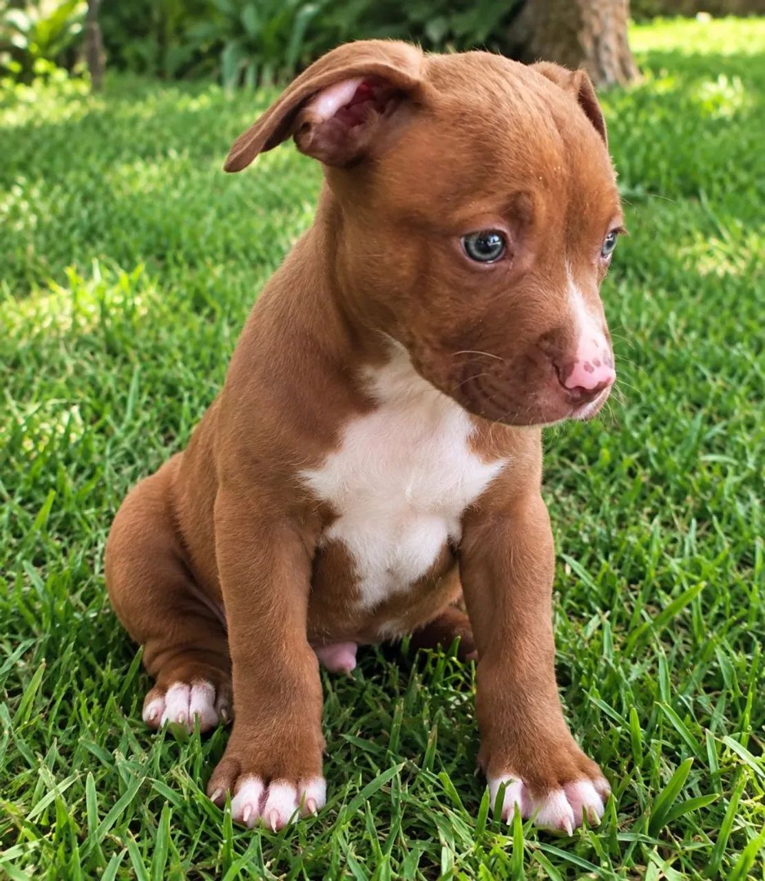 Macho pitmonster