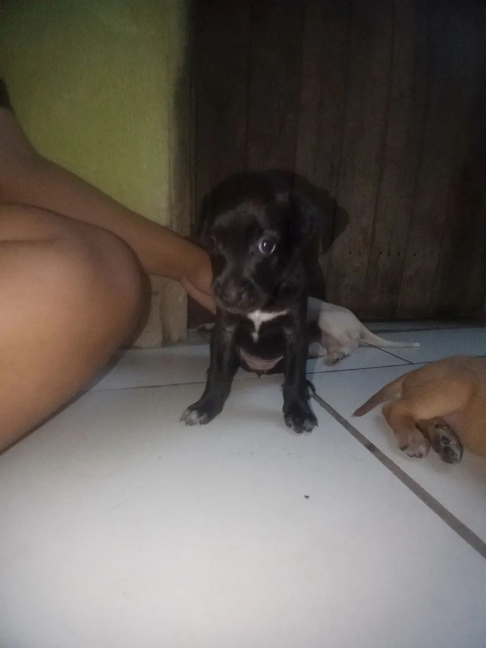 doa-se cachorrinhos  - Foto 2