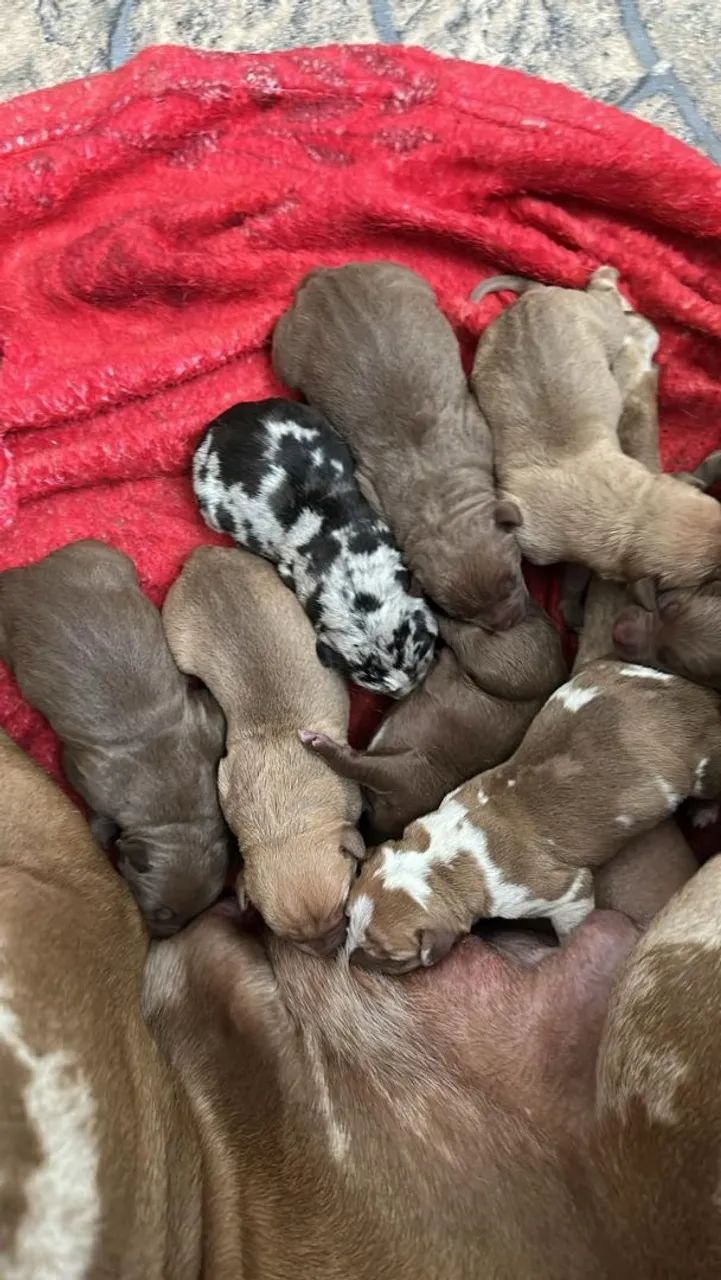 Filhotes de Pitmonster ? - Foto 2