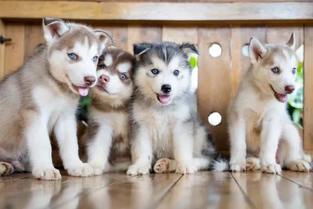 Husky de Presença Marcante ?