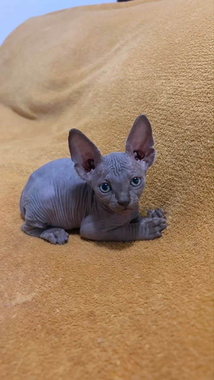 GATO SPHYNX BLUE MACHO - Foto 4