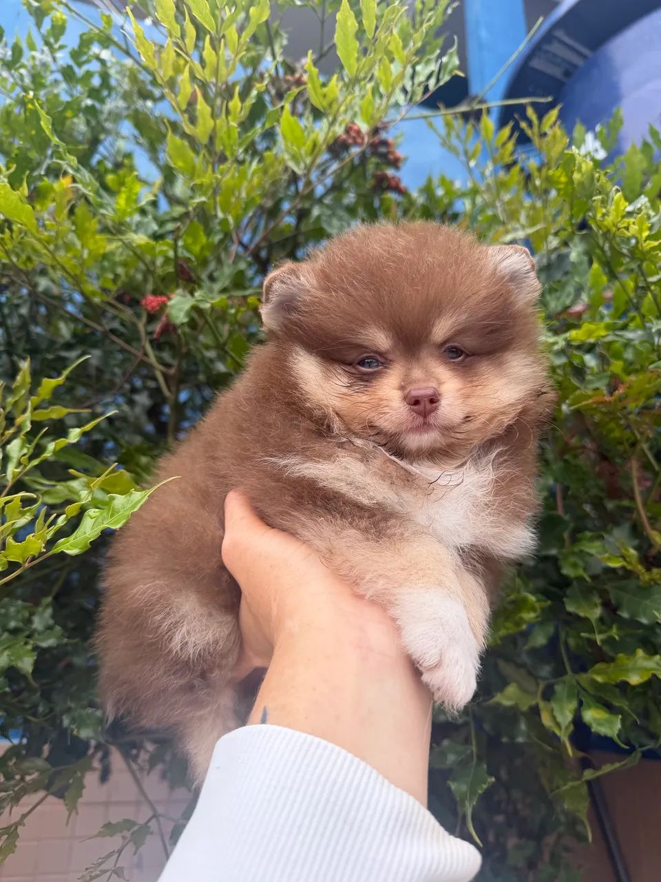 Spitz alemão  - Foto 4