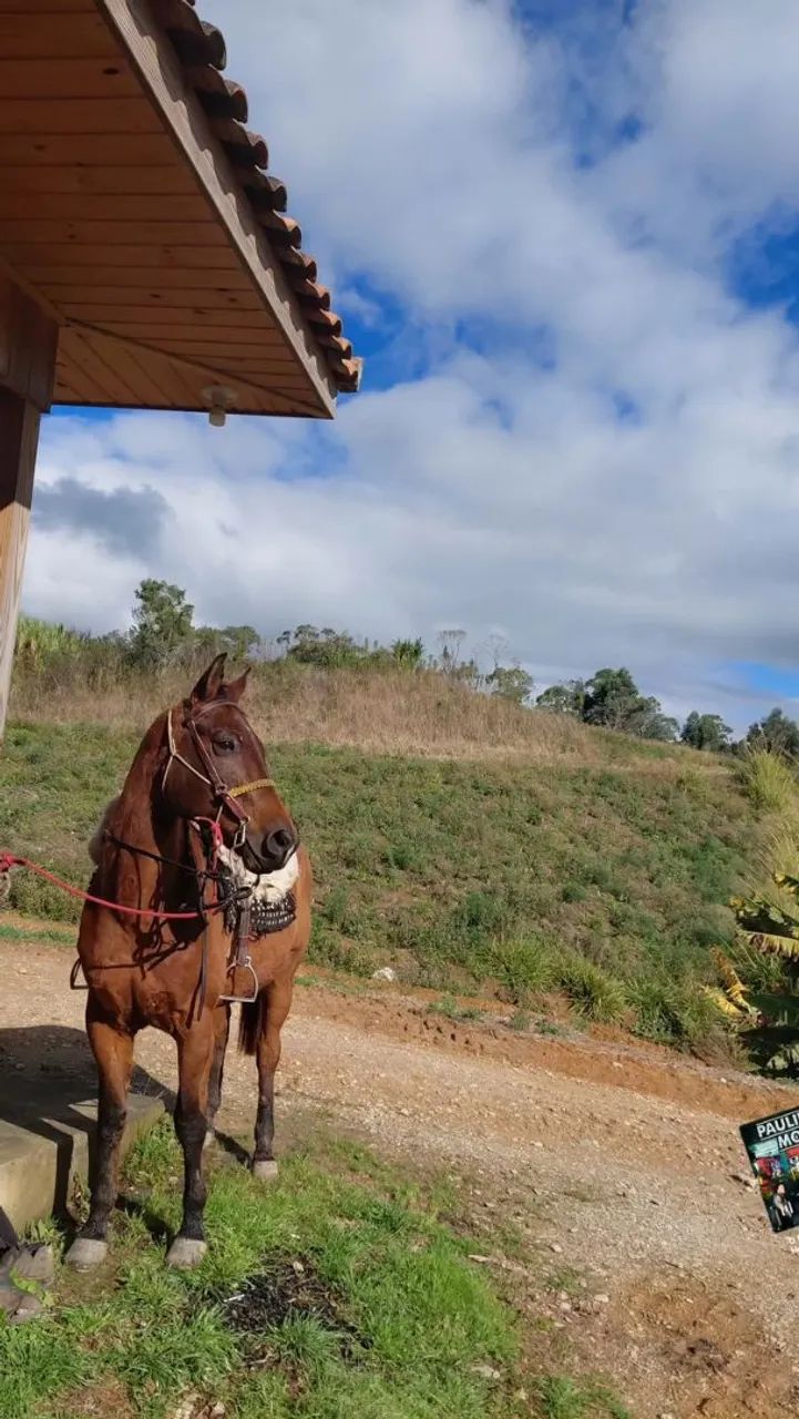 Cavalo quarto de milha 