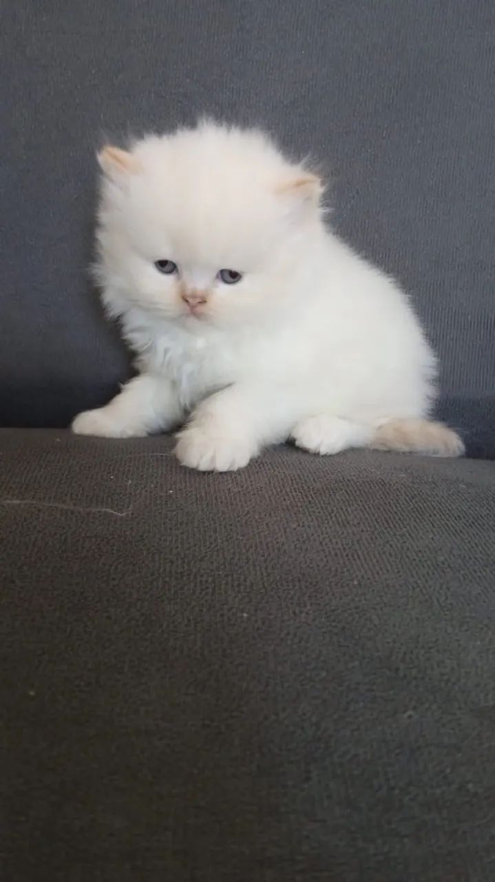 Gato persa  - Foto 3