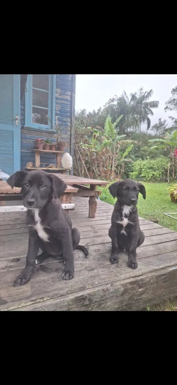Cachorrinhos