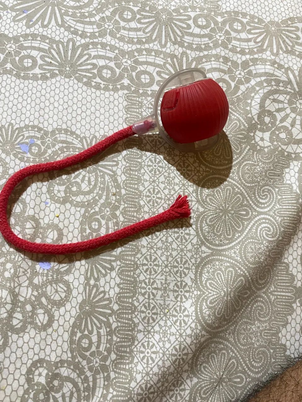 gato para adoção responsável - leia a descrição  - Foto 6