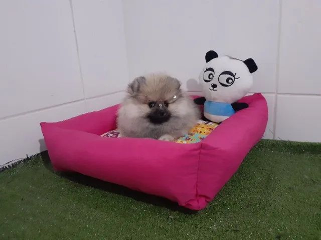 spitz alemão lindos filhotes  - Foto 4