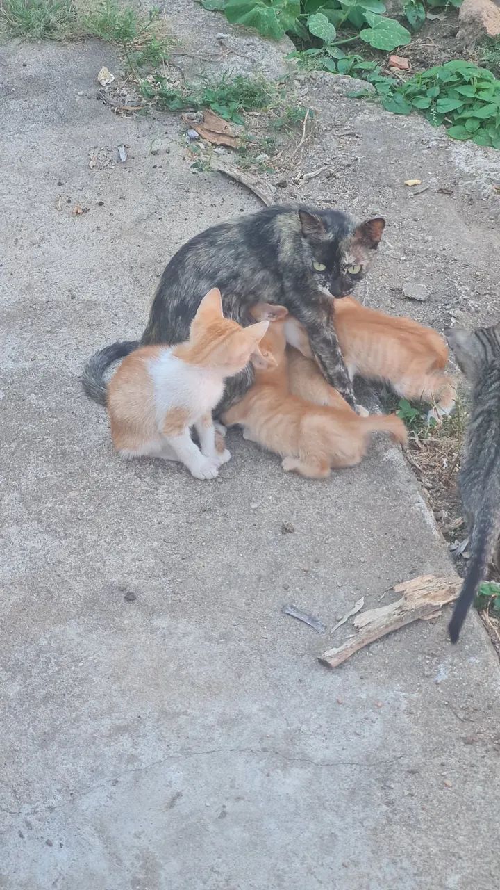 Doação de gato - Foto 3