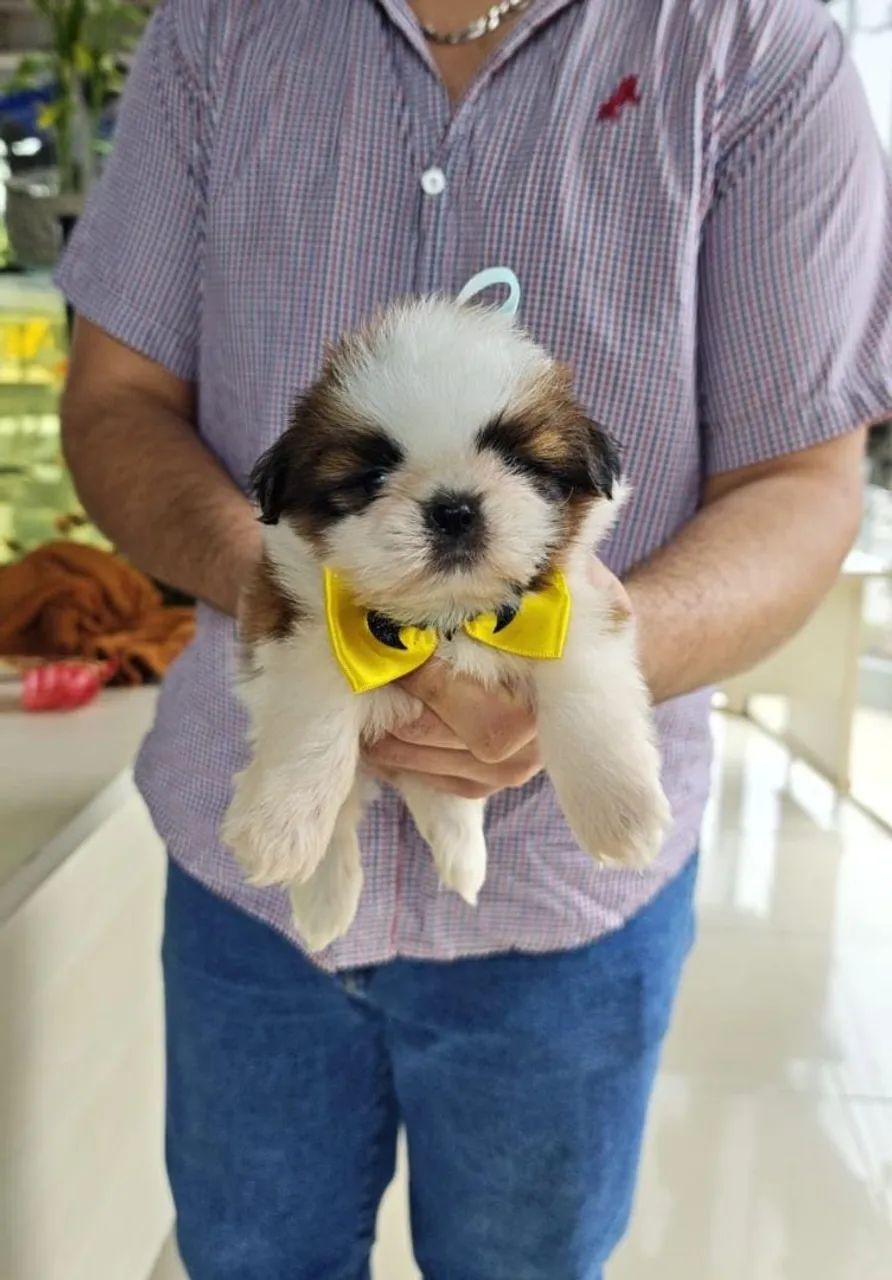 Shih-tzu Mini macho e fêmea  - Foto 2