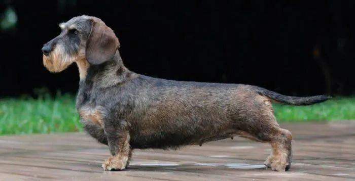 Procuro Dachshund de pelo duro  - Foto 3