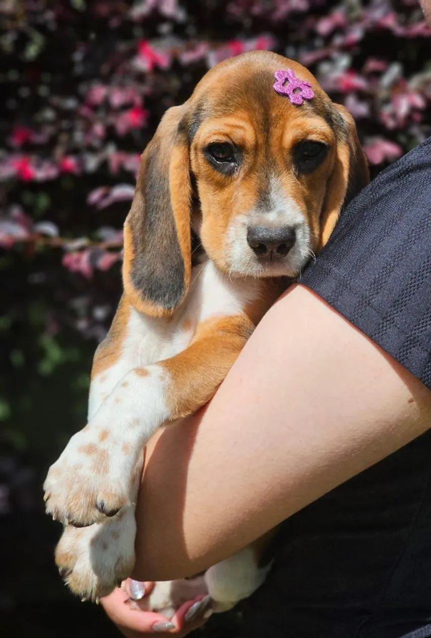 Beagle 