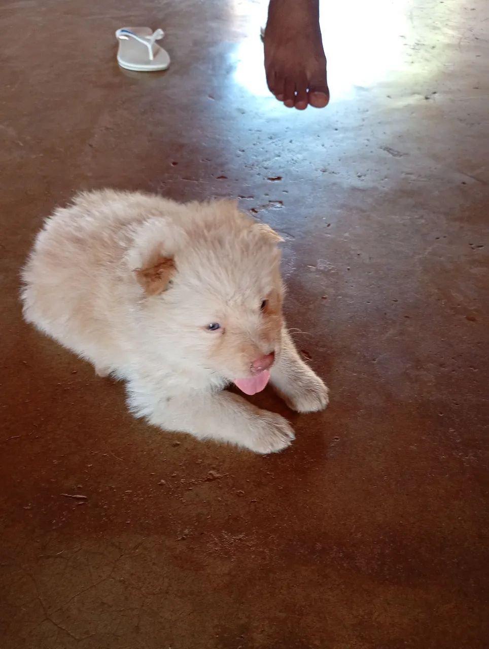 Filhote de Spitz indiano e Chow Chow  - Foto 5