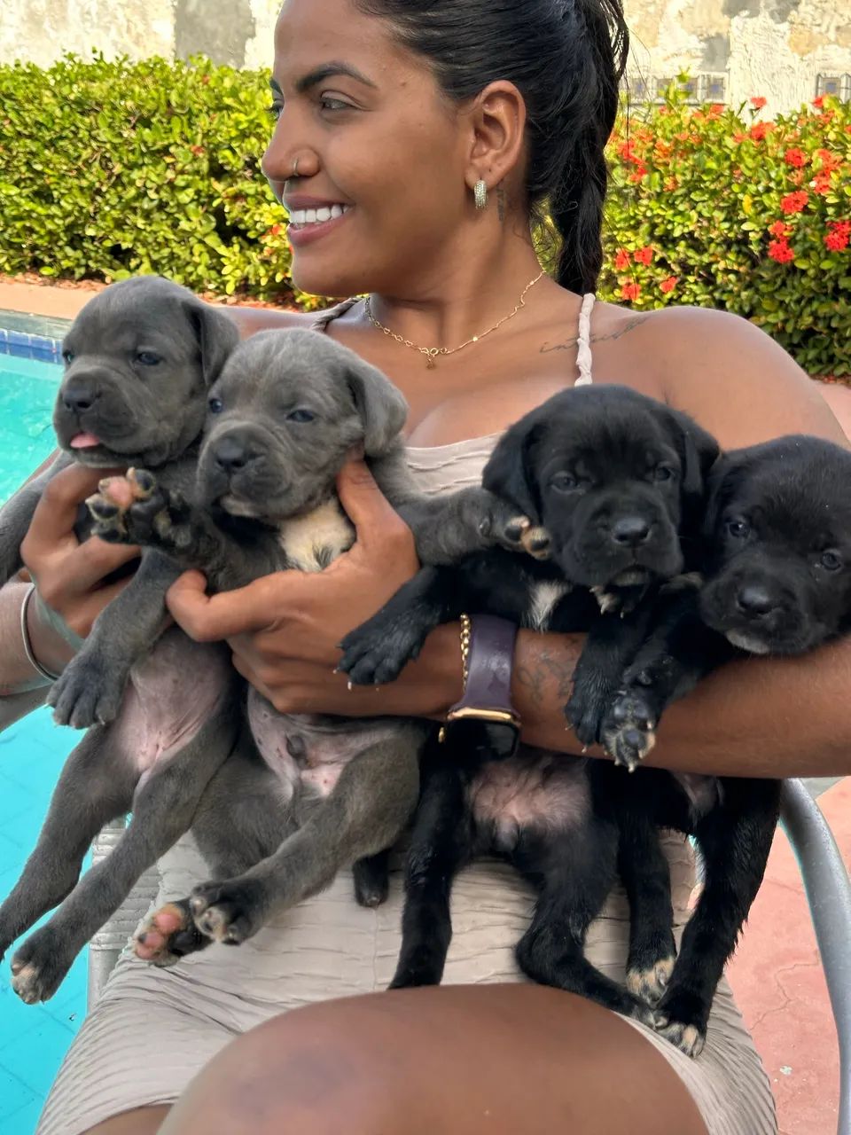 Filhotes de Cane Corso - Foto 2