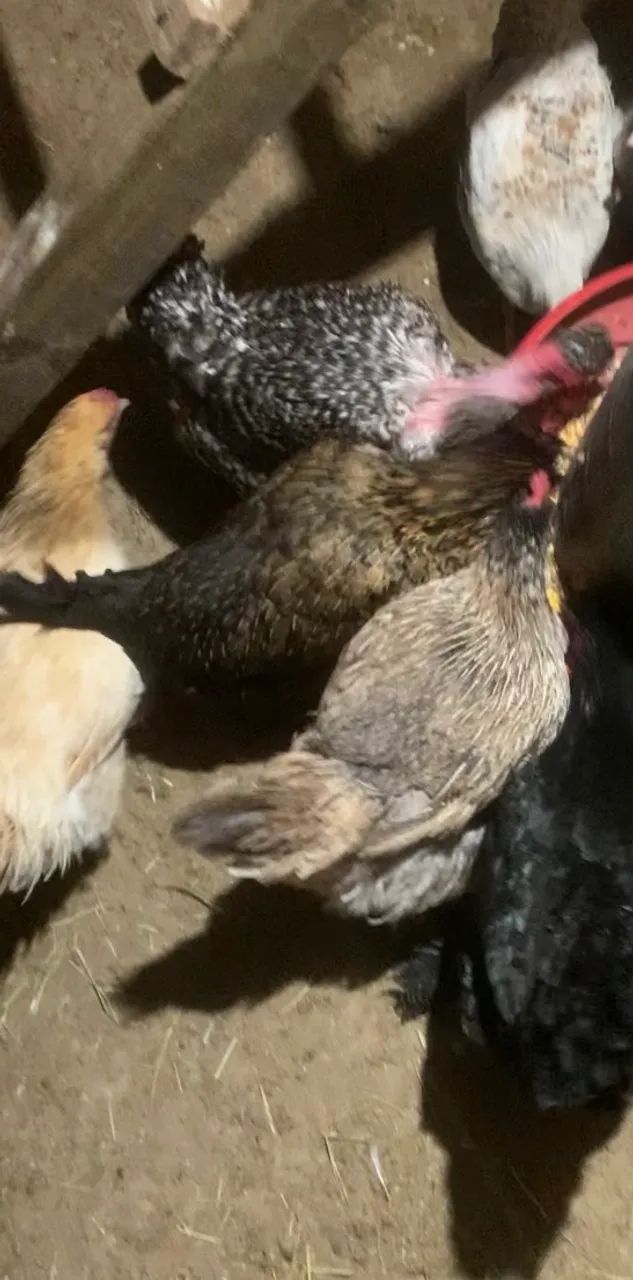 Galinhas e frangos e frangas  - Foto 4