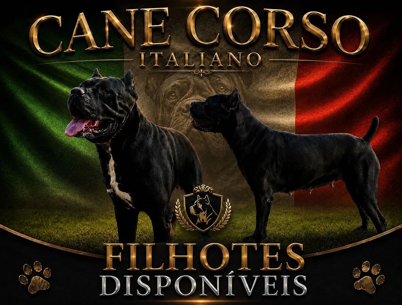 FILHOTES DE CANE CORSO