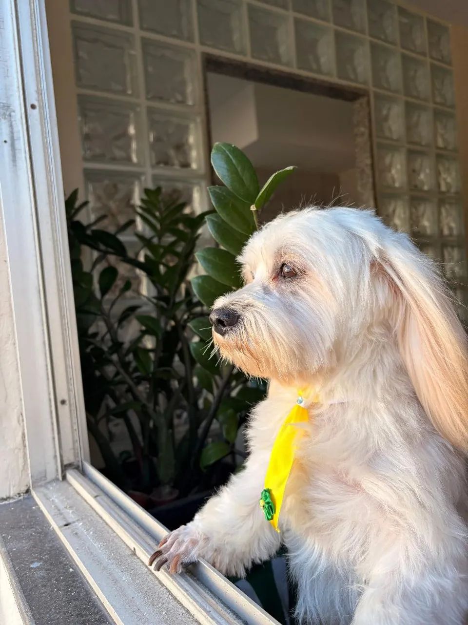 Maltês macho procura namorada - Foto 5
