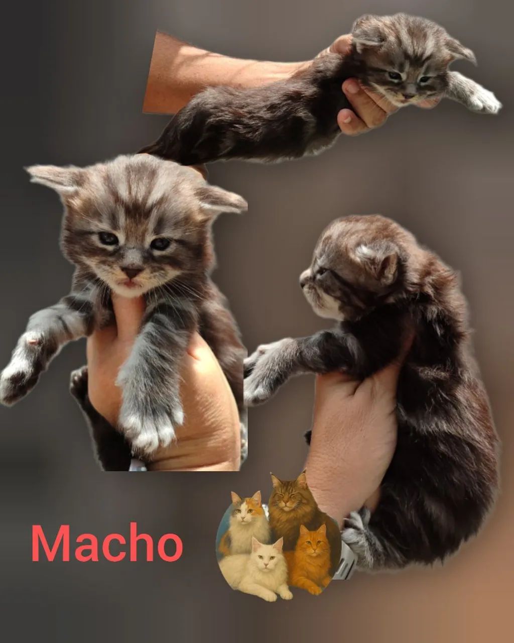 Filhotes Maine Coon 