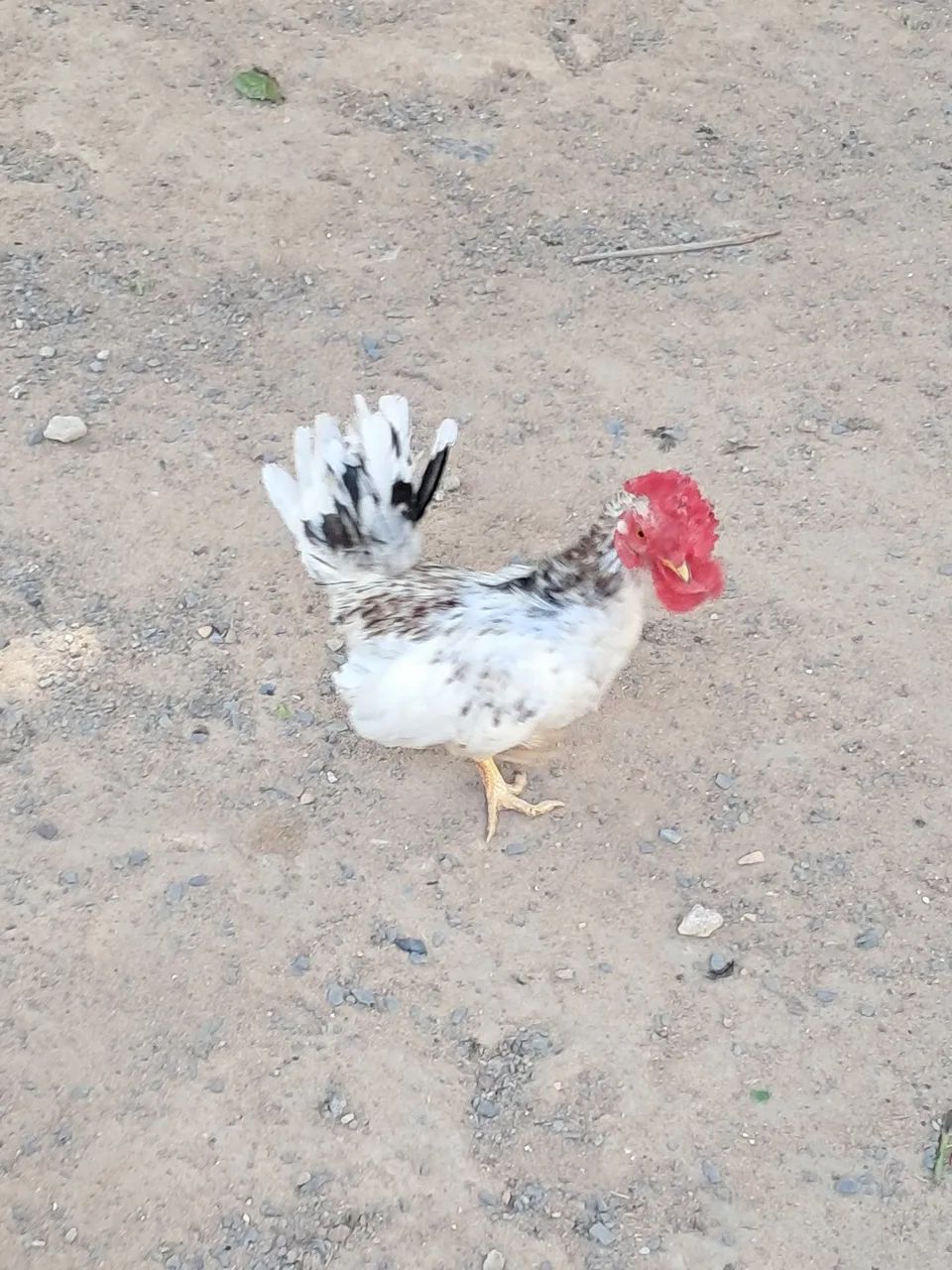 Galos Nagasaki, tenho vários p vender  - Foto 3