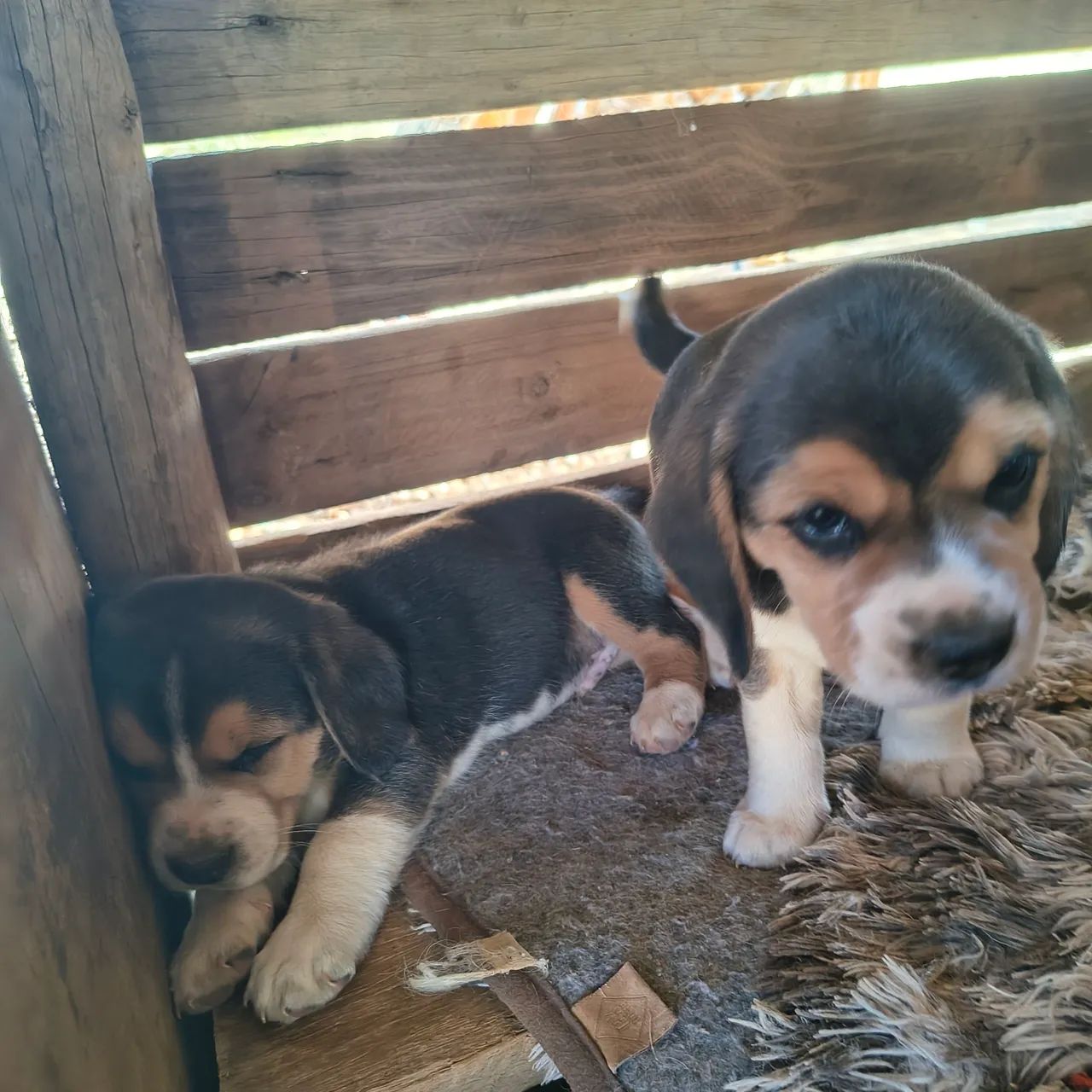Filhotes beagle 13 polegadas  - Foto 2