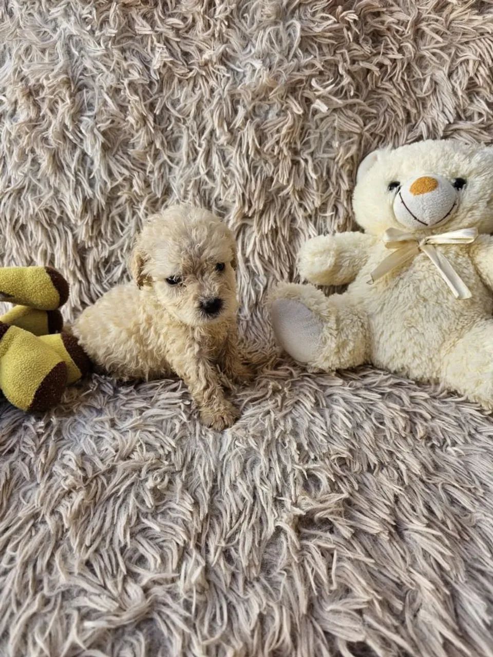 Poodle número 1