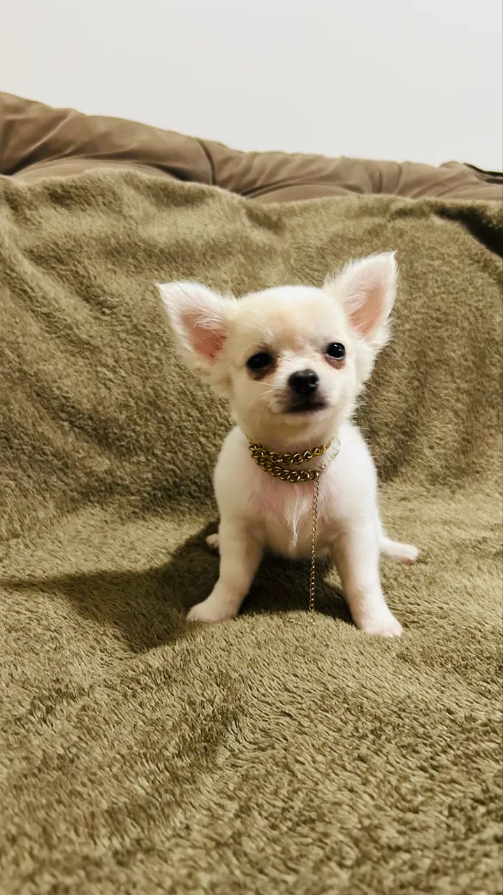 Filhote de chihuahua macho pelo longo contato; * - Foto 4