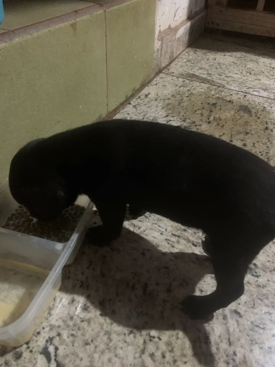 Cachorrinho - Foto 2