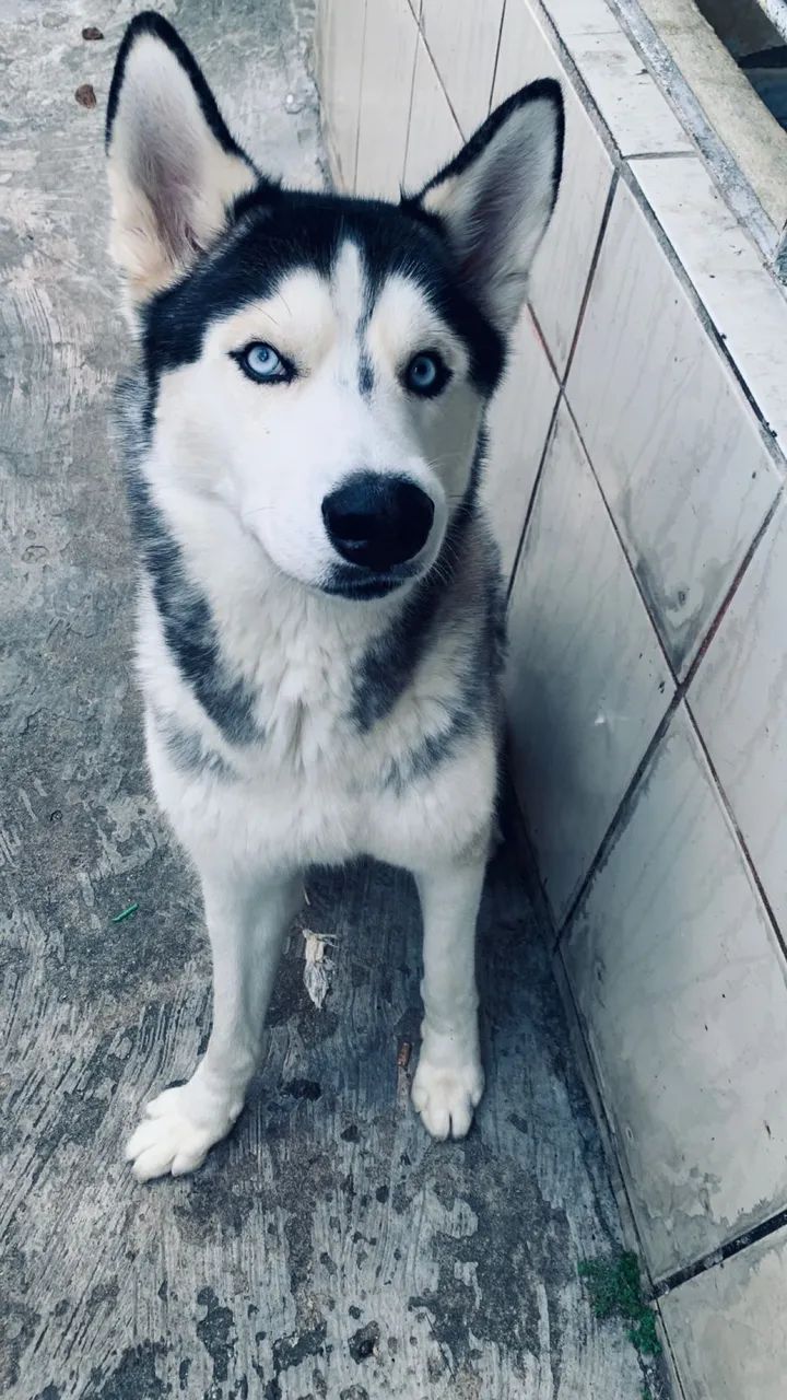 HUSKY MACHO PRA CRUZAR - Foto 2